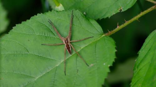 Pisaura mirabilis